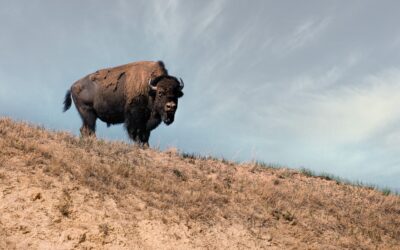 Wyoming Wildlife: Buffalo